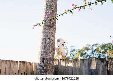 A Cockatoo White Parrot Eating Food Fruits  Beautiful Morning  Gold Coast Australia 