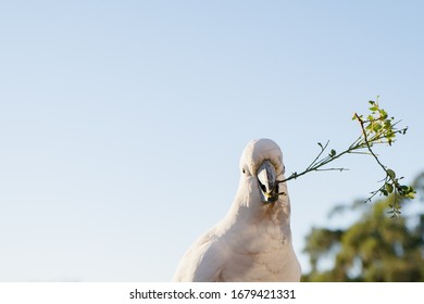 A Cockatoo White Parrot Eating Food Fruits  Beautiful Morning  Gold Coast Australia 