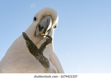 A Cockatoo White Parrot Eating Food Fruits  Beautiful Morning  Gold Coast Australia 