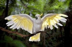 Cockatoo With Wings Spread, Green Background