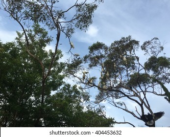 Cockatoos In Trees With Magpie Photobomb