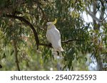 Cockatoo