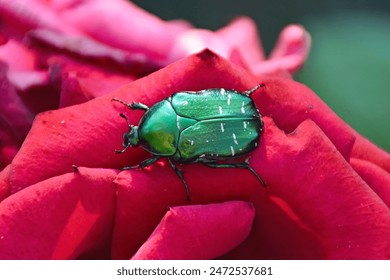 The cockchafer beetle also known as a May bug or Doodlebug sitting on green leaf. The pest control in the garden. - Powered by Shutterstock