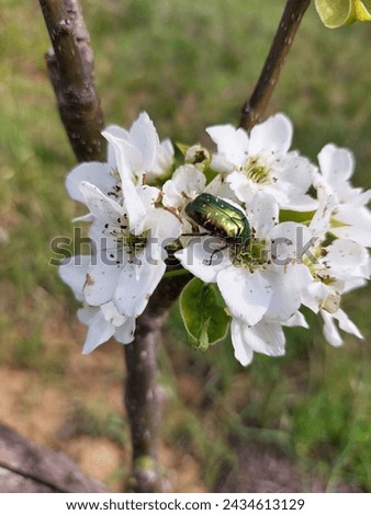 cockchafer is on the white apple tree flowers. May bug, beetle