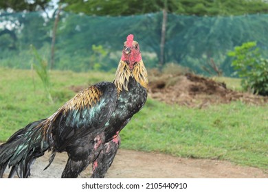 cock,cocks are the one of the imporatant thing in a farm ,and having a cock in tamilnadu it is like a tradition,we can easily see cocks near our homes ,C for cock ,nature,photography,bird photography.