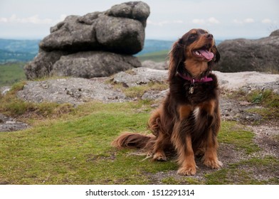 Cocker Poo On Dartmoor Dog Brown Tounge Out