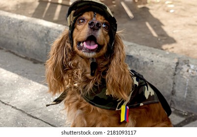 Cocker Puppy Dressed As A Soldier Attends The Colombian Independence Parade. Selective Focus. 