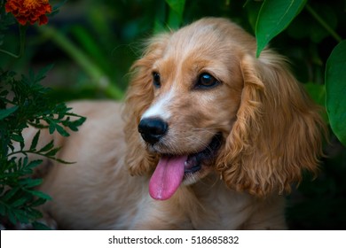 Cocker Spaniel