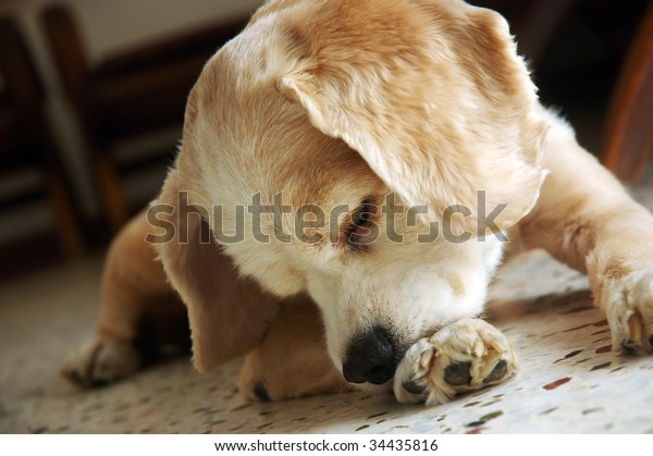 cocker spaniel licking paws
