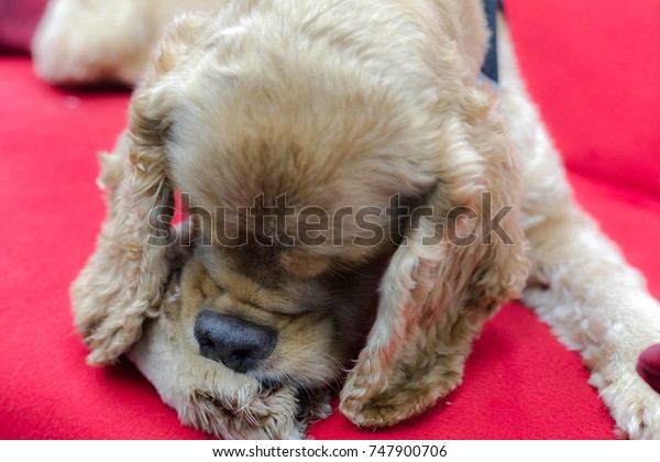 cocker spaniel licking paws