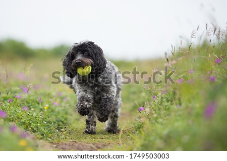 Cocker Spaniel and Cockerpoo having fun at the park