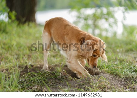 Cocker Spaniel dig a hole in the ground