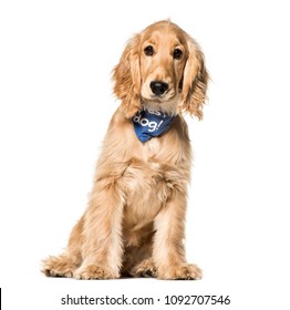 Cocker Spaniel dog , 6 months old, sitting against white background - Shutterstock ID 1092707546