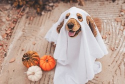 DALANE Halloween Acrilico Carino Zucca Carino Cane Orecchini Carlino Goccia Cappello Strega Cucciolo Gioielli per Donne Ragazze Cani Amanti Regali Bomboniere Partito (Carlino