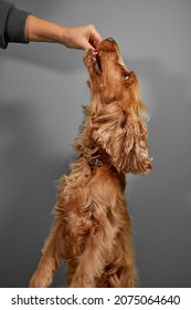 Cocker Spaniel Dog Eating From Hand