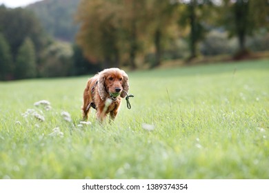 Cocker Spaniel Dog Playing On Field