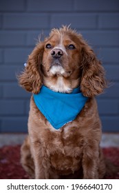 Cocker Spaniel Dog Sitting In Front Of A Blue Brick Wall. He Is Wearing A Blue Bandana.