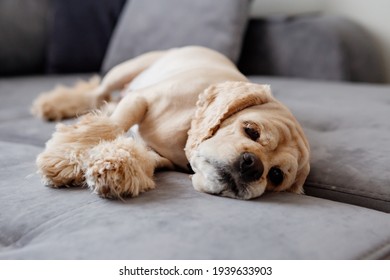 cocker spaniel dog sleeps at home on a gray sofa. favorite pets