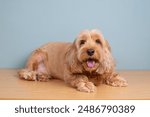 Cocker spaniel dog smile, laying on wooden table, isolated on blue background. Happy brown fur small doggie on floor. Cute pet panting, golden furry Cockapoo look up at camera, studio portrait