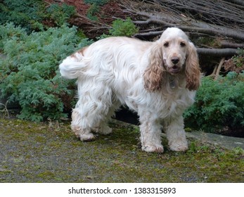 Spaniel Standing Images Stock Photos Vectors Shutterstock