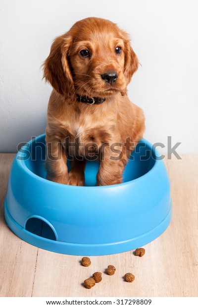 cocker spaniel feeding bowls