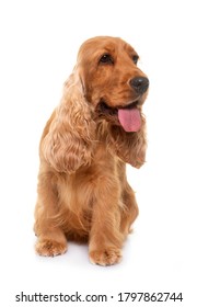 cocker spaniel in front of white background - Shutterstock ID 1797862744
