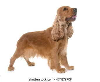 Cocker Spaniel In Front Of White Background