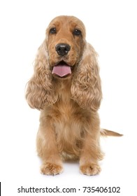 cocker spaniel in front of white background - Shutterstock ID 735406102