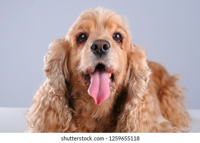 cookie spanish dog