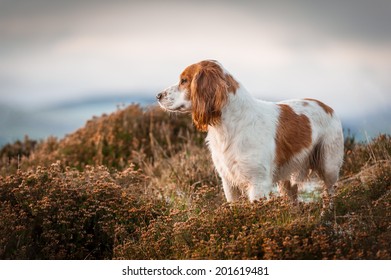 1,800 English cocker spaniel hunting breed Images, Stock Photos ...