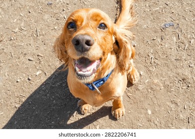 Cocker Spaniel muzzle close-up. Dog top view. 