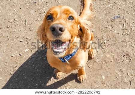 Cocker Spaniel muzzle close-up. Dog top view. 