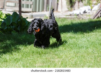 Cocker Spaniel Playing With A Ball