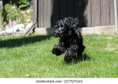 Cocker Spaniel Playing In Garden