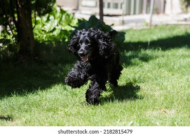 Cocker Spaniel Playing In Garden