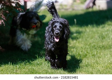 Cocker Spaniel Playing In Garden