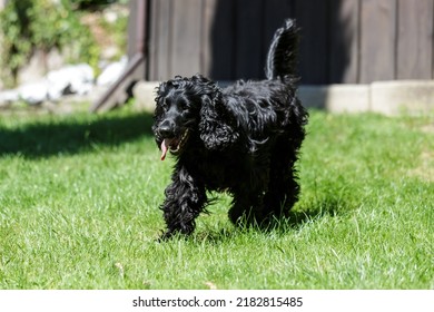 Cocker Spaniel Playing In Garden