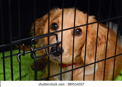 Cocker spaniel pup in her crate