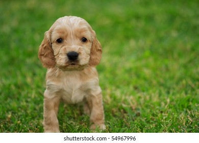 Cocker Spaniel Puppy