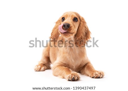 Cocker Spaniel puppy dog laying down and licking his lips isolated against a white background