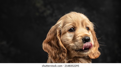 Cocker Spaniel puppy dog licking his lips isolated against a dark background. Long banner format. - Shutterstock ID 2148352295