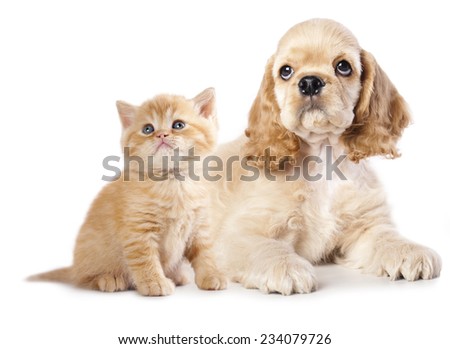 Cocker Spaniel puppy and  kitten
