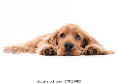 Cocker Spaniel Dog Hd Stock Images Shutterstock Cocker Spaniel Dog Hd Stock Images Shutterstock