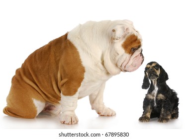 Cocker Spaniel Puppy Looking Up At English Bulldog Puppy - Odd Couple