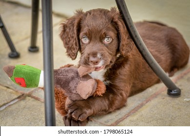 Cocker Spaniel Puppy with pheasant toy - Powered by Shutterstock