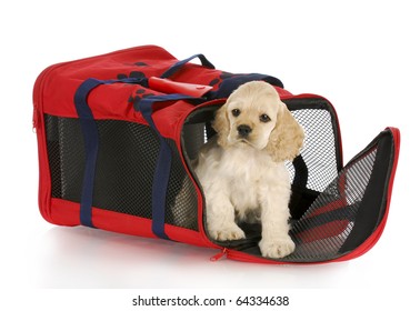 Cocker Spaniel Puppy In A Red Soft Sided Dog Crate Bag With Reflection On White Background