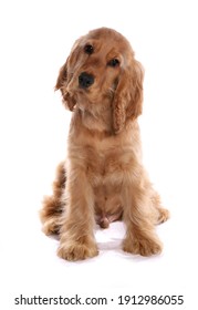 Cocker Spaniel Puppy
Sitting
Studio