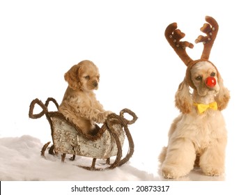 Cocker Spaniel Puppy In Sleigh With Dog Dressed Up As Rudolph Beside It