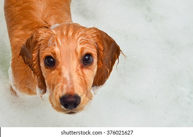 Cocker spaniel puppy taking a bath in bubbles