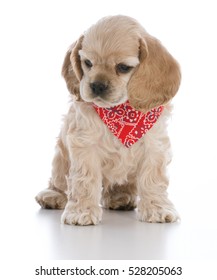 Cocker Spaniel Puppy Wearing Red Bandanna On White Background